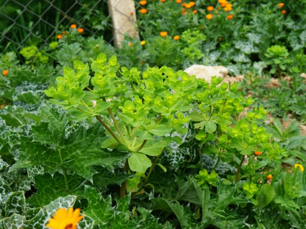 Co sadzić w ogrodzie w kwietniu i wiosną? Twój przewodnik po wiosennych nasadzeniach