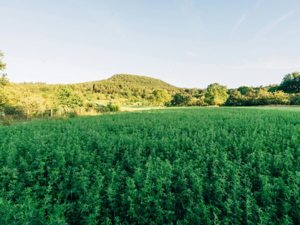 Odkryj nieskończone możliwości wykorzystania konopi siewnych