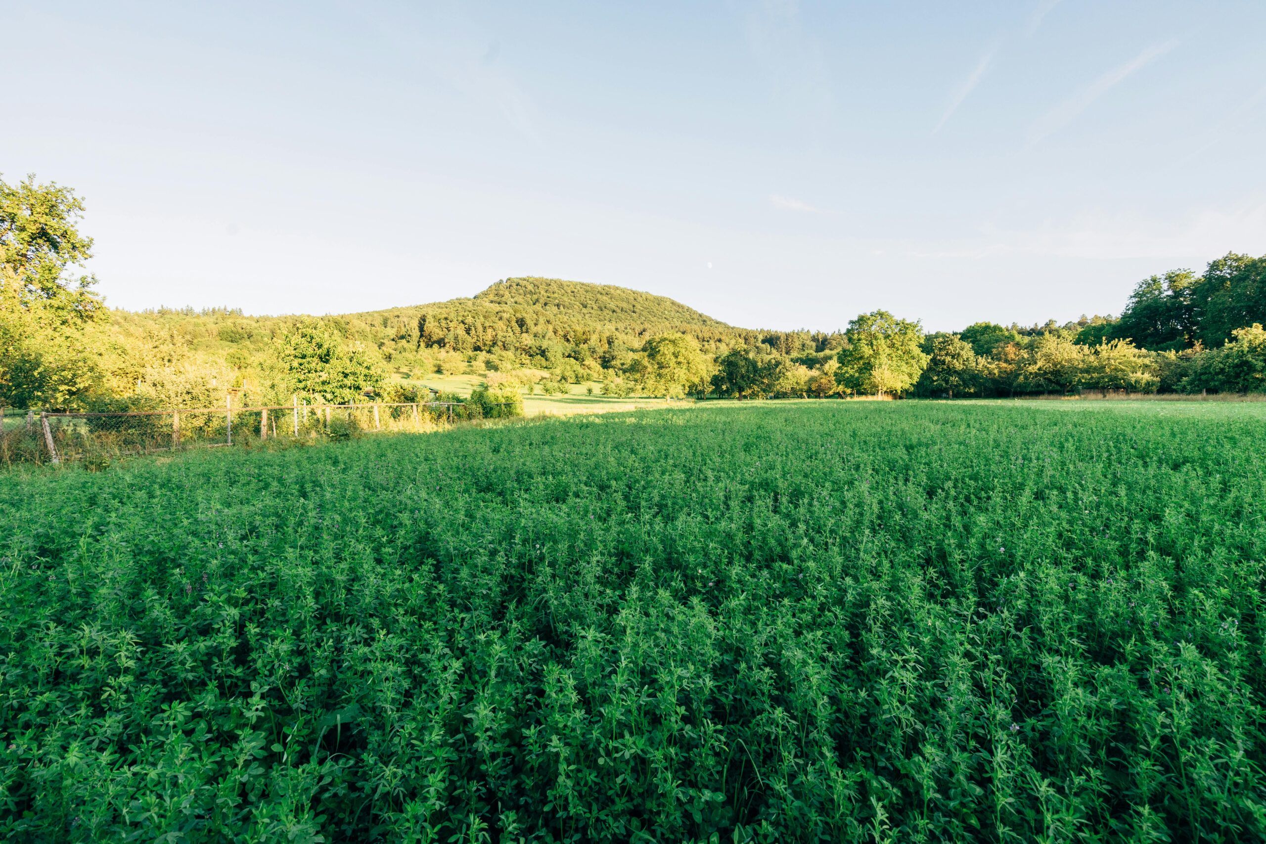 Odkryj nieskończone możliwości wykorzystania konopi siewnych